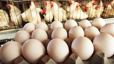 هتعلي تاني و هتوصل ل 100 جنية ارتفاع في اسعار الفراخ اليوم