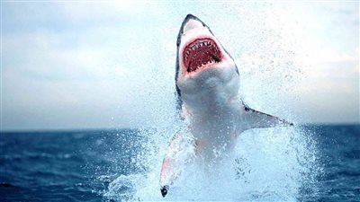 هجوم سمكة قرش بالغردقة و البيئة تصدر بيأن عاجل