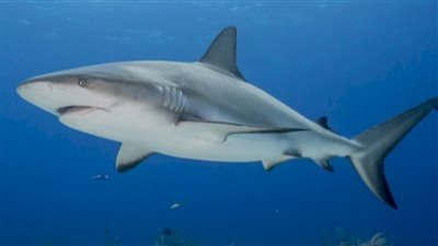 الكشف عن سر هجوم سمكة القرش بسواحل الغردقة