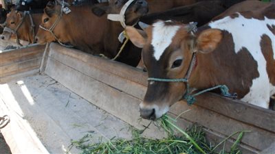 بالاسعار والتفاصيل اسعار الاضاحي 2023 في الاسواق