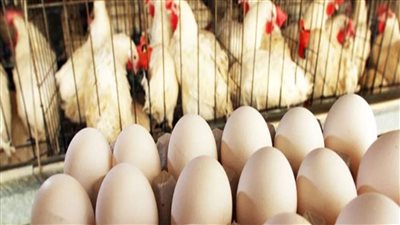 يابخت اللي اشتري صدمه جديدة في اسعار الدواجن والبيض اليوم بالاسواق المصرية