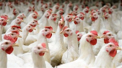 كل يوم في حال جديد انخفاض في اسعار الدواجن اليوم