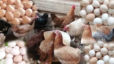 هيبقي عيد لحمة وعيد فراخ استقرار في اسعار الدواجن اليوم