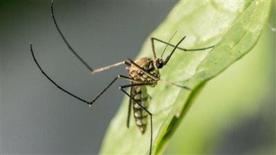 ازرع النباتات دي في بيتك واتخلص فورا من الحشرات