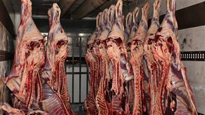 بمناسبة عيد الاضحي طرح رؤوس ماشية وأغنام من دول مختلفة ببلاش إليك التفاصيل