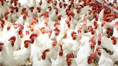 مش هناكل فراخ تاني ارتفاع في أسعار الدواجن والبيض اليوم اعرف الاسباب