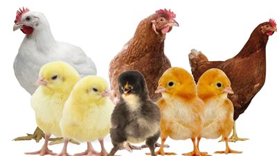 شكلنا مش هناكل فراخ تاني مفاجأة كبيرة تحدث في اسعار الفراخ اليوم