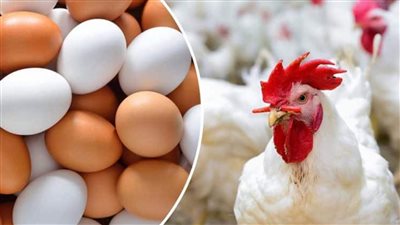 هناكل فراخ وهنعمل كيكة من تاني انخفاض مفاجئ في اسعار الفراخ اليوم