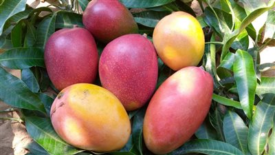 أضرار كارثية للإفراط في تناول المانجو بعد تعرضها لعاصفة ترابية