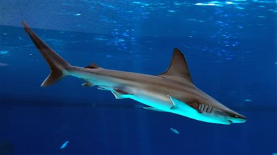 ظهور أسماك القرش على شواطئ الإسكندرية مصدر يكشف النفاصيل