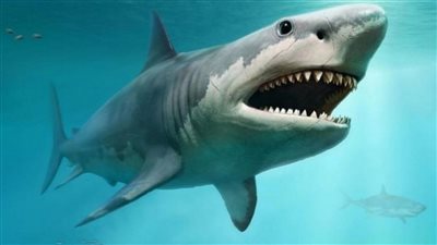 حسم الجدل حول تعرض شواطيء الاسكندرية لهجوم سمك القرش