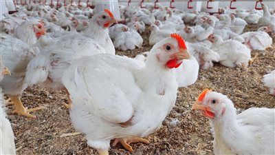 أشتروا فراخ بنص الثمن بشرى للمواطنين بعد تدخل الحكومة لحل الازمة