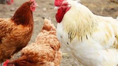 هزة جديدة في سعر الفراخ قبل العيد بأيام وانهيار مفاجئ في الاسعار بالسوق