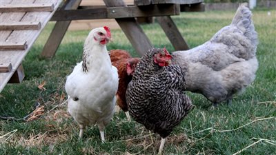 التضحية بالفراخ بدل اللحمه مفاجآت كثيرة اليوم في أسعار الدواجن في الأسواق