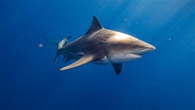 البيئة تكشف عن أسهل طريقة لـ إخافة أسماك القرش