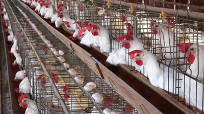 هتأكل فراخ براحتك مفاجآت جديدة في اسعار الفراخ اليوم