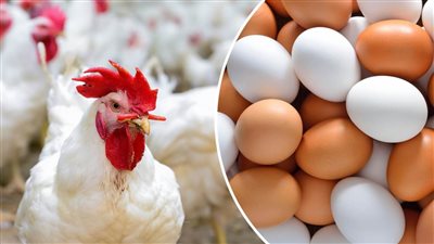 اسلقها واشويها وخزنها براحتك انخفاض ملحوظ في اسعار الدواجن اليوم