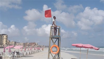 مفاجأة عن كائن بحري غريب ظهر على شاطئ الإسكندرية