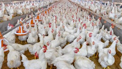 هناكل لحمة وفراخ علي العيد انخفاض ملحوظ في اسعار الدواجن اليوم