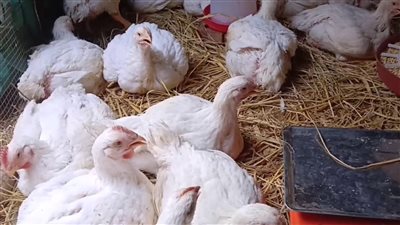 هبوط جديد يضرب أسعار الدواجن مع اقتراب عيد الأضحى