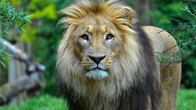 مواعيد وأسعار التذاكر لحديقة الحيوان في عيد الأضحى