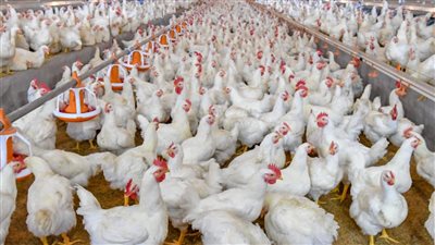 ولفي بينا يا دنيا مفاجأة جديدة في اسعار الدواجن اليوم إليك التفاصيل