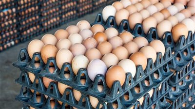 عاوزين نعرف كرتونة البيض بقت بكام مفاجآت جديدة في أسعار البيض اليوم