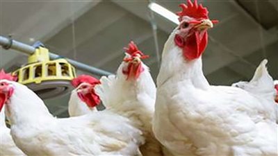 الكيلو بــ 55 جنيه اسعار الدواجن والبانية تفاجئ السوق بأنهيار كبير في الاسعار بعد العيد