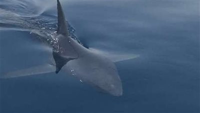 وصول القرش الى العين السخنة حكاية سمكة عملاقة أثارت جدل ا بالقرب من الشاطئ