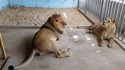 حقيقة غلق حديقة الحيوان الأحد المقبل أمام الزوار