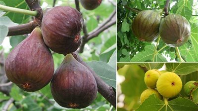 لو كلت كل يوم تين مش هتتخيل ايه اللي هيحصل في جسمك خلي بالك