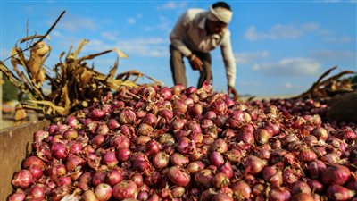 هالة صدقي غلت أسعار البصل بـ20 جنية البصل ارتفاع شديد في أسعار البصل اعرف السبب