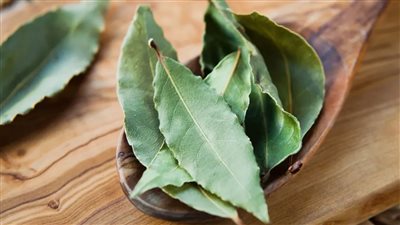 فوائد لا تعرفها من قبل عن ورق الغار