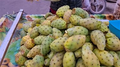 أحذر من تناول التين الشوكي الموجود على عربات الباعة فى الشارع