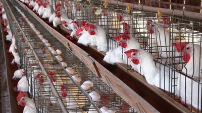 الكيلو هيرخص 20 جنيه شعبة الدواجن تعلن موعد انخفاض الأسعار