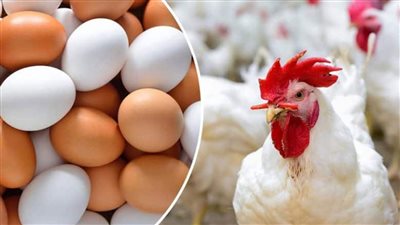 هي دي الاخبار ولا بلاش زلزال الانخفاض يصيب البيض والفراخ مفاجأة سارة بشأن أسعار الدواجن والبيض