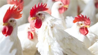 انخفاض كبير فى أسعار الدواجن والبيض بالأسواق