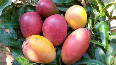 تعرف على فوائد غير متوقعة لتناول المانجو بهذه الطريقة