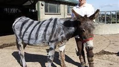 شاهد هذا الفيديو ..هتضحك جامد من قلبك