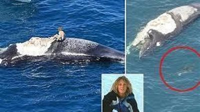 بالفيديو ..قرش مفترس يهجم على طفل صغير وأخر يفقد ساقيه