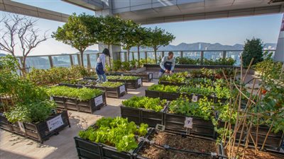 سطح بيتك هيبقى جنينة فواكه 5 فواكه يمكن زراعتها على سطح المنزل ويكسبوك دولارات