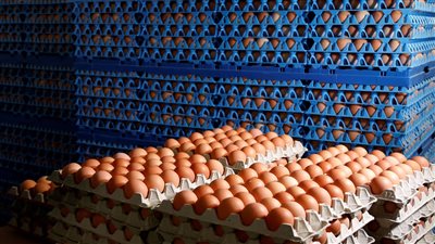 قبل ما تأكله اعرف سعره أسعار البيض اليوم في البورصة وكم يبلغ سعر الكرتونة