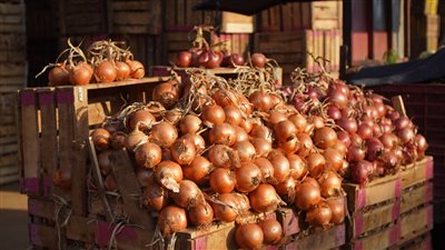 البصل خلاص اتجنن مفاجأة في أسعار البصل الزراعة تحدد موعد تراجع سعره إلى الانخفاض مرة أخرى