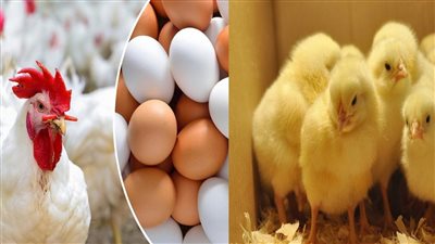 أسعار الفراخ وصلت للجنان هزة قوية تضرب أسعار الفراخ اليوم إليك التفاصيل