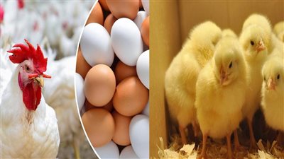 الحق اشتري وخزن مفاجآت قوية في أسعار الدواجن البيضاء والبط في الأسواق اليك التفاصيل