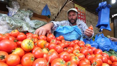 الطماطم وجنون الطماطم انخفاض شديد في سعر الطماطم اليوم اعرف السر