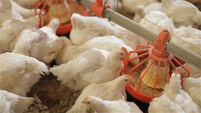 انخفاض الطماطم وارتفاع الفراخ مفاجأة قوية في سعر الفراخ اليوم إليك التفاصيل