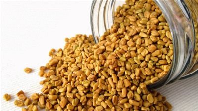 رغم فوائدها العديدة أشخاص ممنوعة من تناول الحلبه شوف لو انت واحد منهم