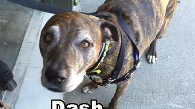 الكلب داعش يثير الذعر في احدى المصارف بولاية كاليفورنيا