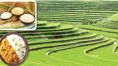 حظر زراعة الأرز يتسبب في غضب الفلاحين وتذمرهم في أي المحافظات يحظر زراعة الأرز